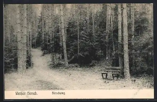 AK Dresden-Weisser Hirsch, Ansicht am Hirschweg