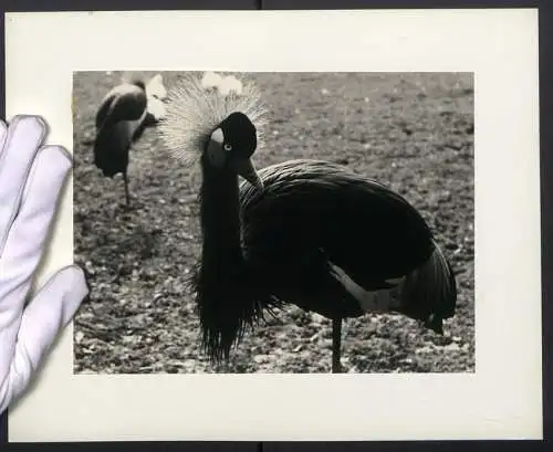 Fotografie unbekannter Fotograf und Ort, Vogel Kronenkranich