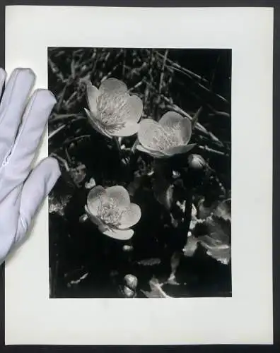 Fotografie unbekannter Fotograf und Ort, Sumpfdotterblume erstahlt in voller Blütenpracht