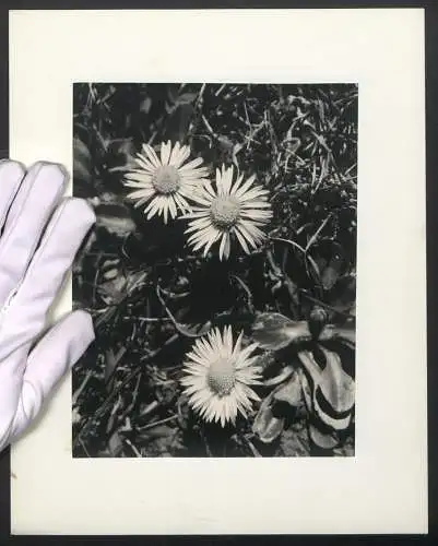 Fotografie unbekannter Fotograf und Ort, Blumen Gänseblümchen in voller Blüte