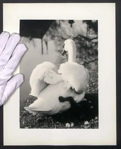 Fotografie unbekannter Fotograf und Ort, Wasservogel Schwan am Ufer sitzend