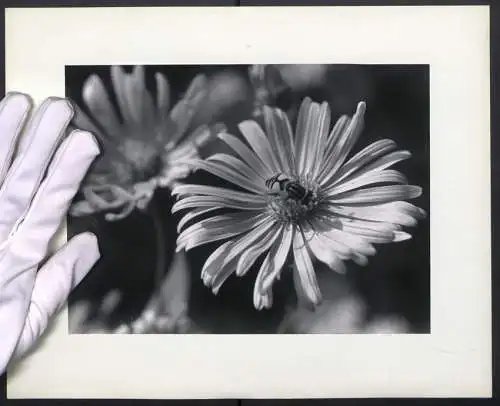 Fotografie unbekannter Fotograf und Ort, Mikroaufnahme - Schwebefliege auf Blumenblüte sitzend