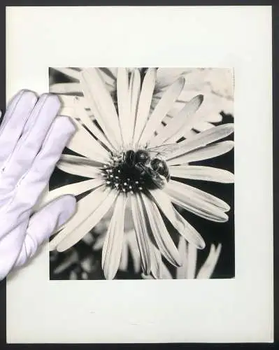 Fotografie unbekannter Fotograf und Ort, Mikroaufnahme, Biene nimmt Pollen & Nektar einer Blumenblüte auf