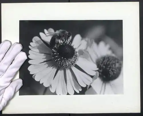 Fotografie unbekannter Fotograf und Ort, Mikroaufnahme Biene holt sich Nektar und Pollen von einer Blumenblüte