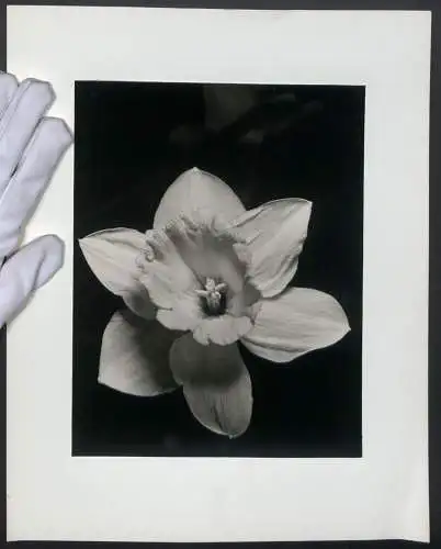 Fotografie unbekannter Fotograf und Ort, Mikroaufnahme, geöffnete Blumenblüte mit Blütenstempeln