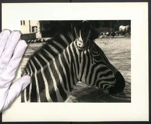 Fotografie unbekannter Fotograf und Ort, Zebra in einem Aussengehege eines Zoologischen Gartens