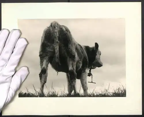 Fotografie unbekannter Fotograf und Ort, Rind - Jungbulle aus der Sicht eines Mistkäfer's abgelichtet