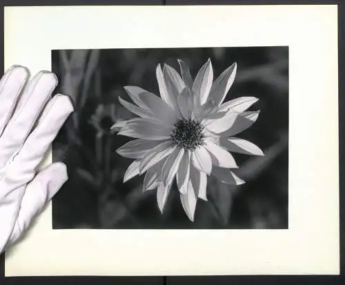 Fotografie unbekannter Fotograf und Ort, Mikroaufnahme einer Blumenblüte in voller Blüte