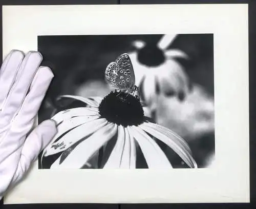 Fotografie unbekannter Fotograf und Ort, Mikroaufnahme Schmetterling Bläuling auf Blumenblüte sitzend