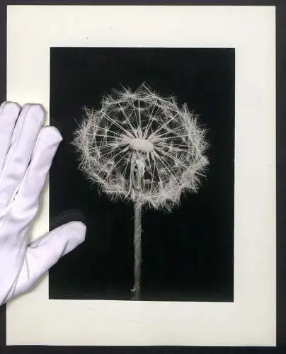 Fotografie unbekannter Fotograf und Ort, Mikroaufnahme Löwenzahn Blüte - Taraxacum officinale