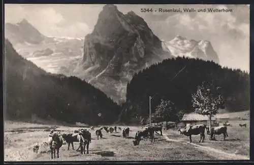 AK Rosenlaui, Panorama mit Rindern, Well- und Wetterhorn