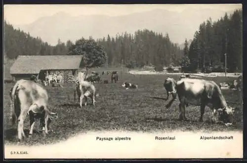 AK Rosenlaui, Alpenlandschaft mit Kuhweide