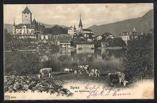 AK Spiez, Blick vom Thunersee auf den Ort, Kühe