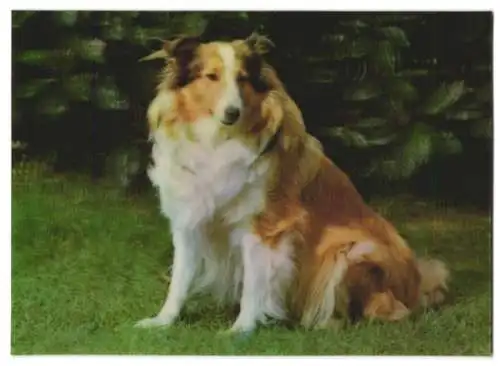 3D-AK Shetland Sheep Dog