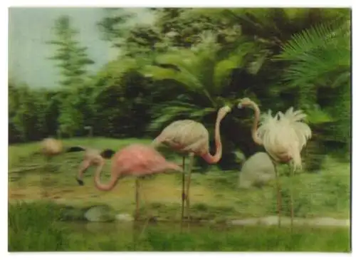 3D-AK Flamingos im Wasser