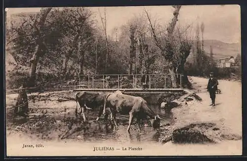 AK Juliénas, La Planche avec vaches près du ruisseau et homme se promenant