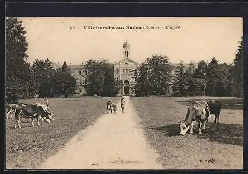 AK Villefranche-sur-Saône, Vue de Mongré avec vaches pâturant sur le chemin