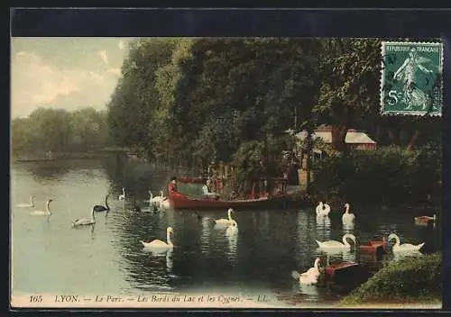 AK Lyon, Les Bords du Lac et les Cygnes au parc