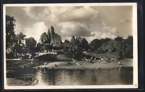 AK Hamburg-Altona-Stellingen, Carl Hagenbeck`s Tierpark, Gesamt-Panorama