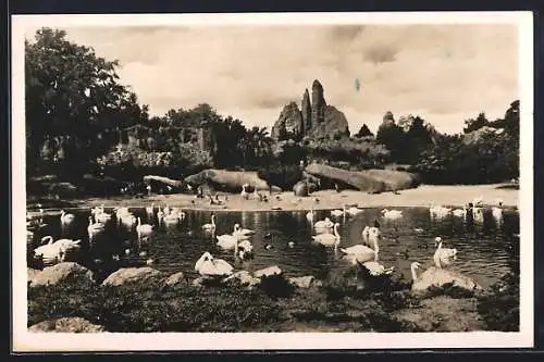 AK Hamburg-Stellingen, Carl Hagenbeck`s Tierpark, Das grosse Panorama