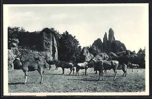 AK Hamburg, Carl Hagenbeck`s Tierpark, Afrikanische Steppe