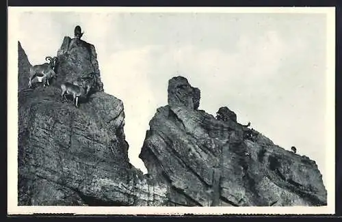 AK Hamburg-Stellingen, Carl Hagenbeck`s Tierpark: Hochgebrige mit Mähnen-Schafen