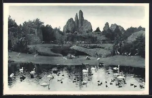 AK Hamburg, Carl Hagenbeck`s Tierpark, Gesamtansicht des Tierparadieses