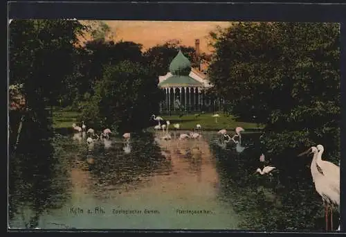 AK Köln a. Rh., Zoologischer Garten, Flamingoweiher