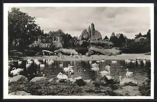 AK Hamburg-Stellingen, Carl Hagenbeck`s Tierpark, Das grosse Panorama