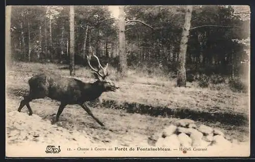 AK Chasse á Courre en Foret de Fontainebleau, Hallali Courant