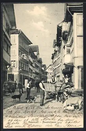 AK Appenzell, Hauptstrasse mit Ochsenwagen, Schwein und Ferkeln und Hunden