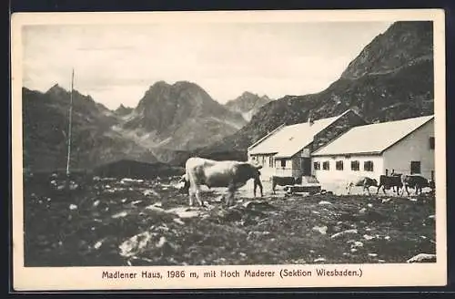 AK Madlener Haus 1986m mit Hoch Maderer, Kühe