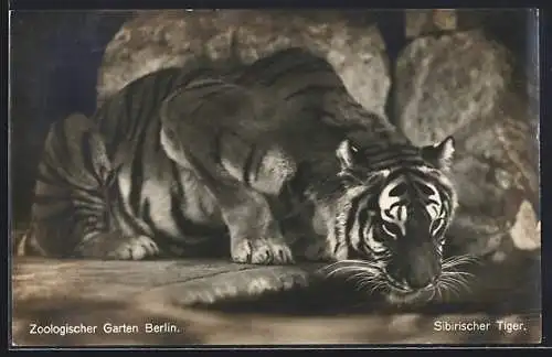 AK Berlin, Sibirischer Tiger im Zoologischen Garten