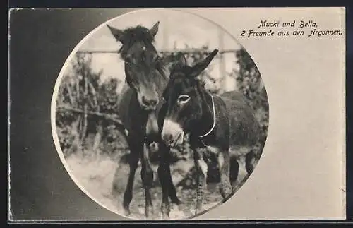 AK Pferd und Esel, Mucki und Bella, 2 Freunde aus den Argonnen