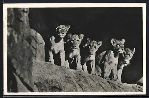 AK Hamburg-Stellingen, Löwinnen in der Löwenschlucht, Carl Hagenbeck`s Tierpark