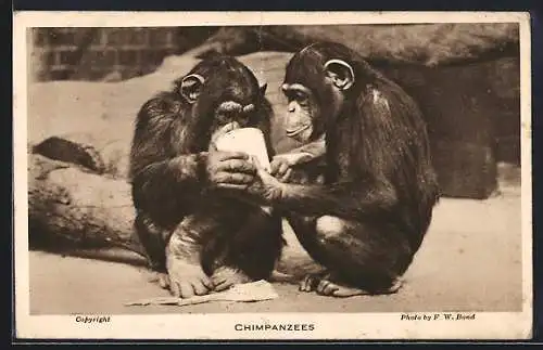 AK London, Zwei junge Schimpansen mit einem Becher, Zoological Society