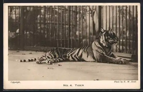 AK London, Ein Tiger hinter Gittern, Zoological Society