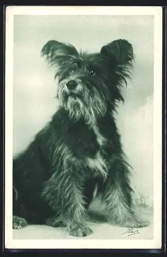 AK Scotchterrier, Wiener Tierschutz-Verein