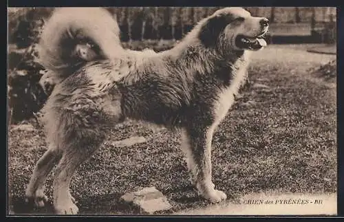 AK Chien des Pyrénées pur Gazost 1er, Pyrenäenberghund