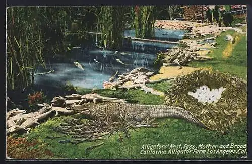 AK Los Angeles, Cal., Alligator`s Nest, Eggs, Mother and Brood, California Alligator Farm