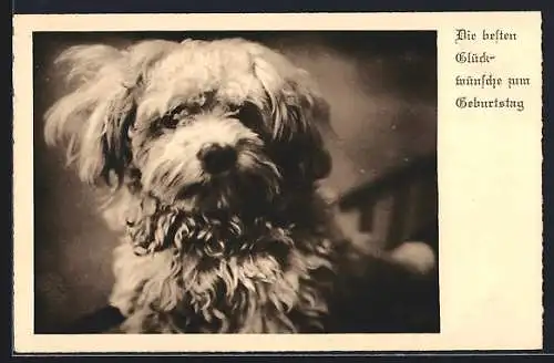 AK Terrier, Portrait, Geburtstagsgruss