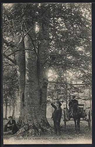 AK La Gaudinière, Vénérable Beau Hêtre dans la forêt