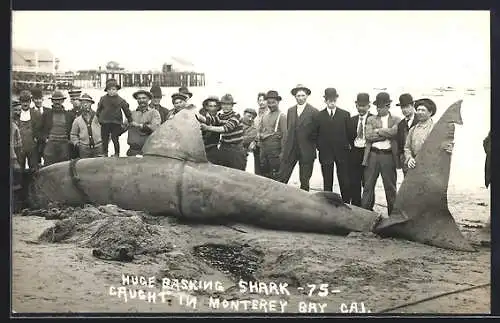 AK Monterey Bay, CA, Huge Basking Shark caught in Monterey Bay