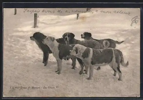 AK Bernersennenhunde im Schnee