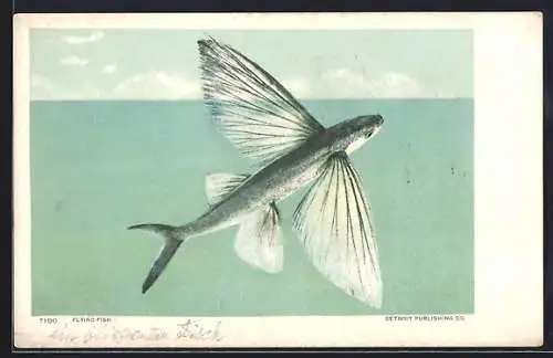 AK Flying Fish