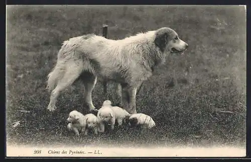 AK Pyrenäenberghund mit Welpen auf der Wiese