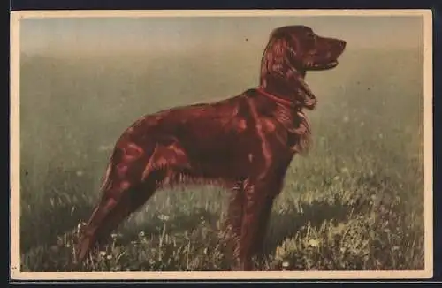 AK Red Irish Setter steht stolz