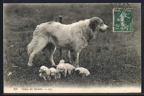 AK Pyrenäenberghund mit Welpen auf der Wiese