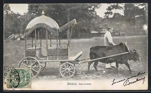 AK Sri Lanka, Zebu, Gespann