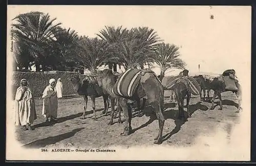 AK Algerie, Groupe de Chameaux